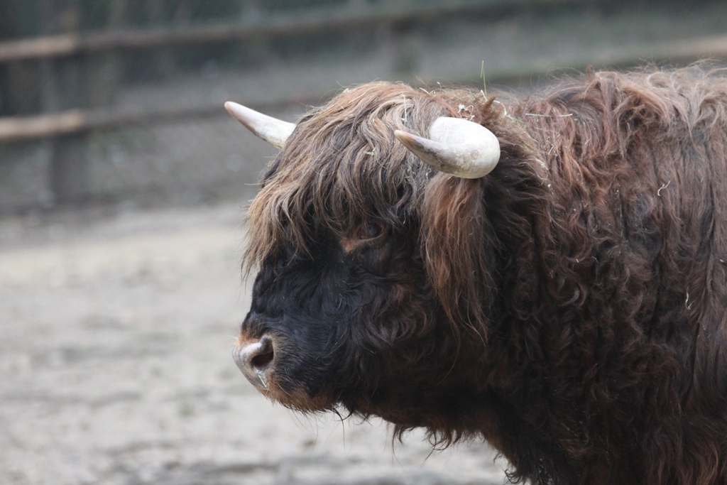 Mucca scozzese - Scottish Highland